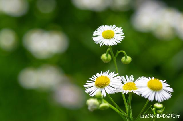 走进这里 你就是我眼中最美的一道风景 江夏环山绿道 走进这里 你就是我眼中最美的一道风景 江夏环山绿道