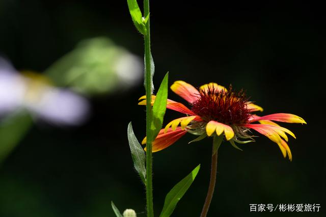 走进这里 你就是我眼中最美的一道风景 江夏环山绿道 走进这里 你就是我眼中最美的一道风景 江夏环山绿道