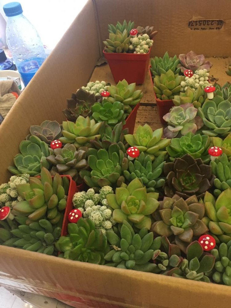 万隆鲜花