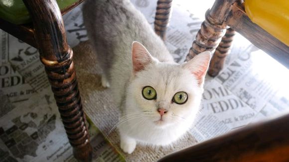 大花岭第一家正式的猫咖开业啦,学府苑4栋最里面,喵呜屋猫咖 大花岭第一家正式的猫咖开业啦,学府苑4栋最里面,喵呜屋猫咖