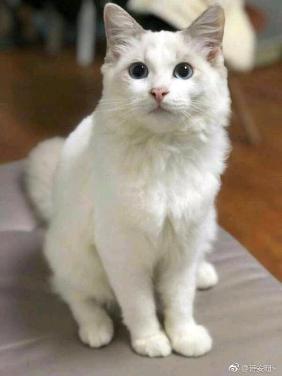 大花岭第一家正式的猫咖开业啦,学府苑4栋最里面,喵呜屋猫咖 大花岭第一家正式的猫咖开业啦,学府苑4栋最里面,喵呜屋猫咖
