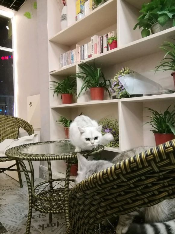 大花岭第一家正式的猫咖开业啦,学府苑4栋最里面,喵呜屋猫咖 大花岭第一家正式的猫咖开业啦,学府苑4栋最里面,喵呜屋猫咖