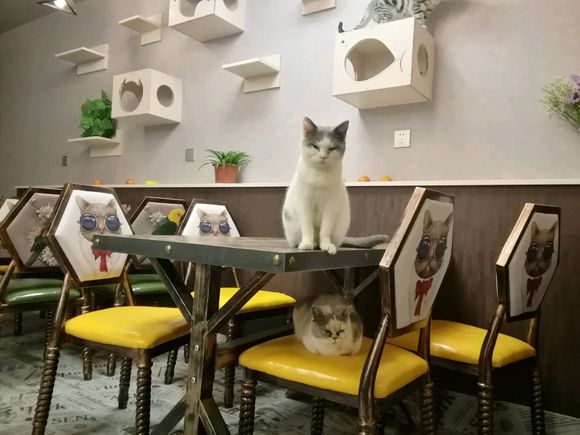 大花岭第一家正式的猫咖开业啦,学府苑4栋最里面,喵呜屋猫咖 大花岭第一家正式的猫咖开业啦,学府苑4栋最里面,喵呜屋猫咖
