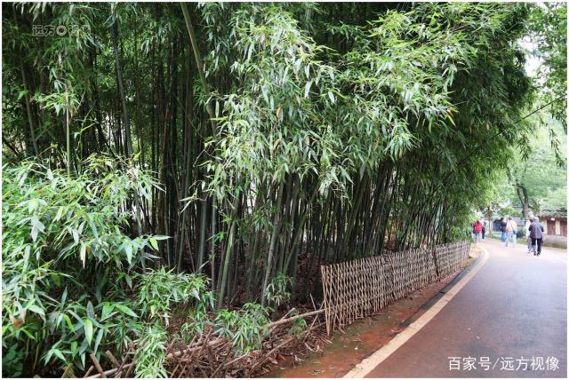 走进武汉江夏小朱湾,感受美丽村落春之魅力和文化品位 走进武汉江夏小朱湾,感受美丽村落春之魅力和文化品位