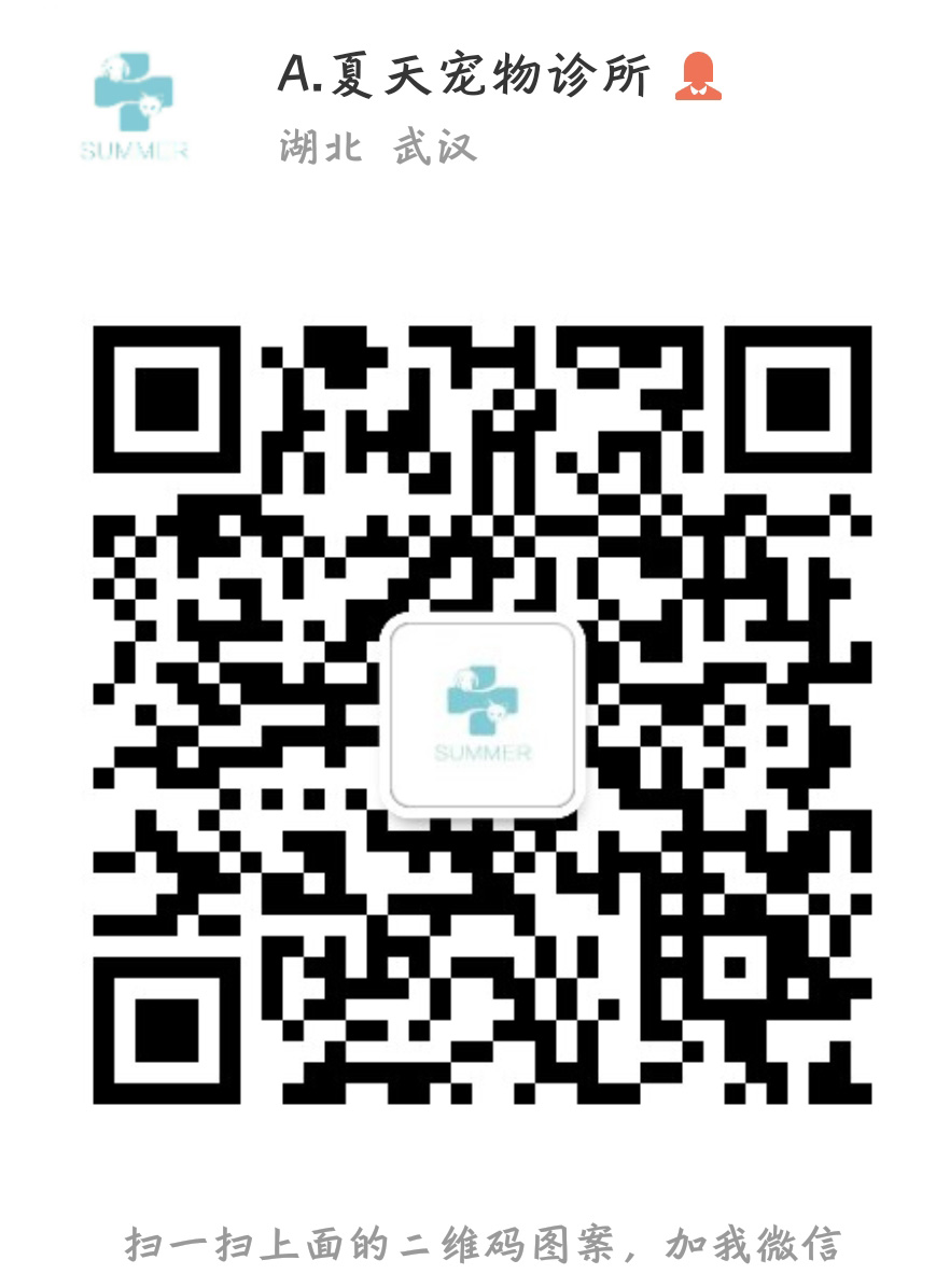 夏天宠物诊所 夏天宠物诊所