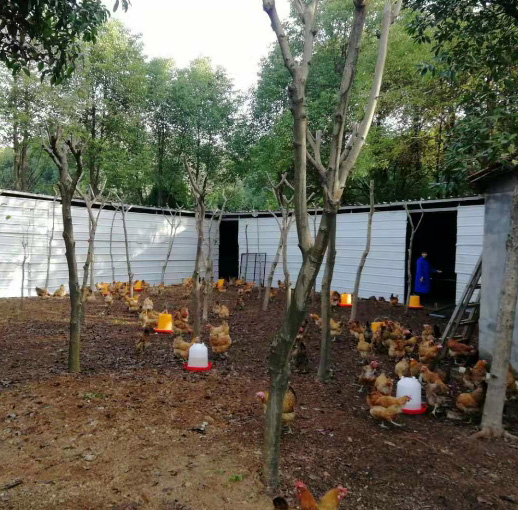 江夏桃花山正宗农村散养土鸡、土鸡蛋大量出售 江夏桃花山正宗农村散养土鸡、土鸡蛋大量出售