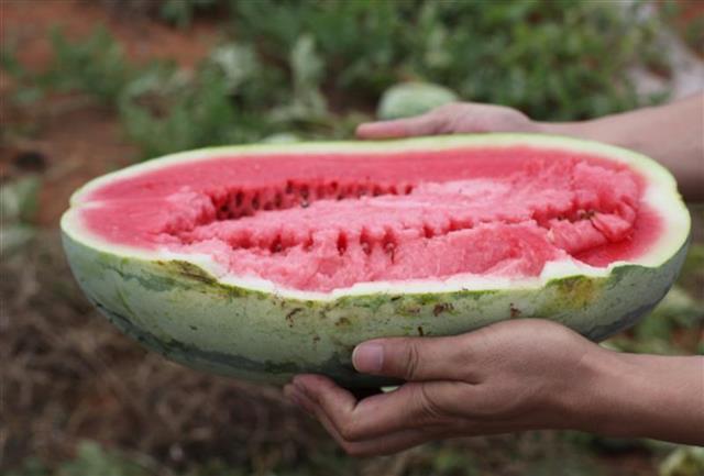 吃瓜时节,为何不见盛极一时江夏土地堂“西瓜王” 吃瓜时节,为何不见盛极一时江夏土地堂“西瓜王”