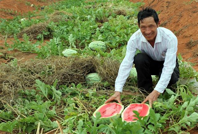 吃瓜时节,为何不见盛极一时江夏土地堂“西瓜王” 吃瓜时节,为何不见盛极一时江夏土地堂“西瓜王”