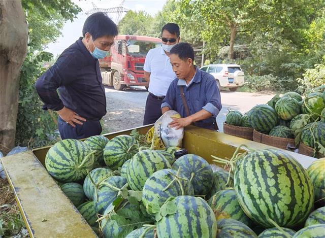 吃瓜时节,为何不见盛极一时江夏土地堂“西瓜王” 吃瓜时节,为何不见盛极一时江夏土地堂“西瓜王”