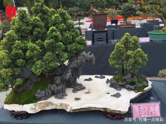武汉江夏世纪广场已成为花的海洋,快来看菊花展 武汉江夏世纪广场已成为花的海洋,快来看菊花展
