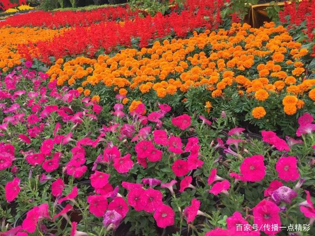 武汉江夏世纪广场已成为花的海洋,快来看菊花展 武汉江夏世纪广场已成为花的海洋,快来看菊花展
