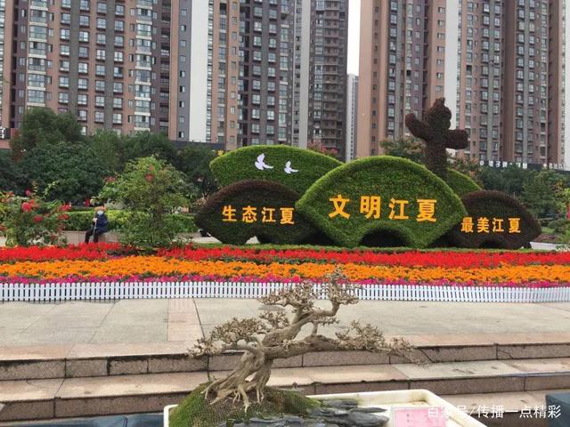 武汉江夏世纪广场已成为花的海洋，快来看菊花展
