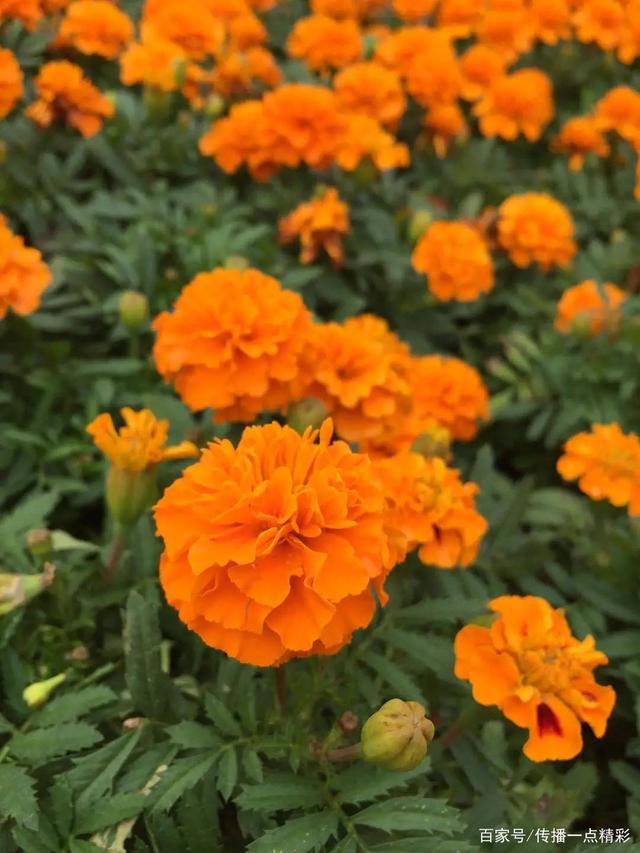 武汉江夏世纪广场已成为花的海洋，快来看菊花展