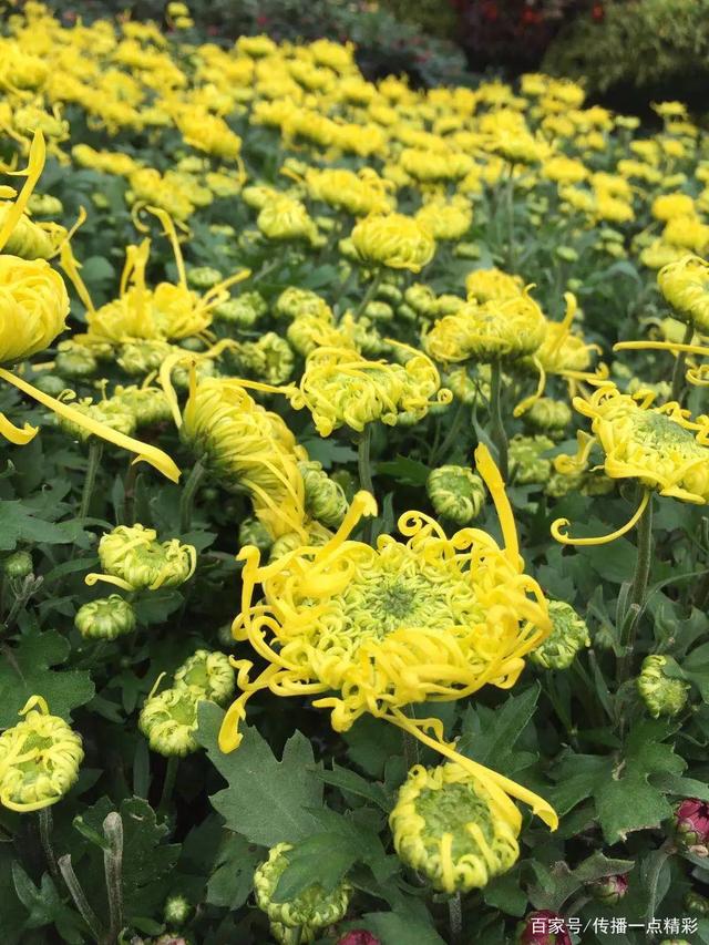 武汉江夏世纪广场已成为花的海洋，快来看菊花展