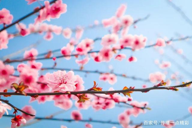江夏这几个地方的油菜花开了,真美啊!附赏花指南 江夏这几个地方的油菜花开了,真美啊!附赏花指南