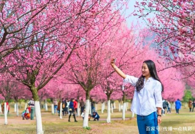 江夏这几个地方的油菜花开了,真美啊!附赏花指南 江夏这几个地方的油菜花开了,真美啊!附赏花指南