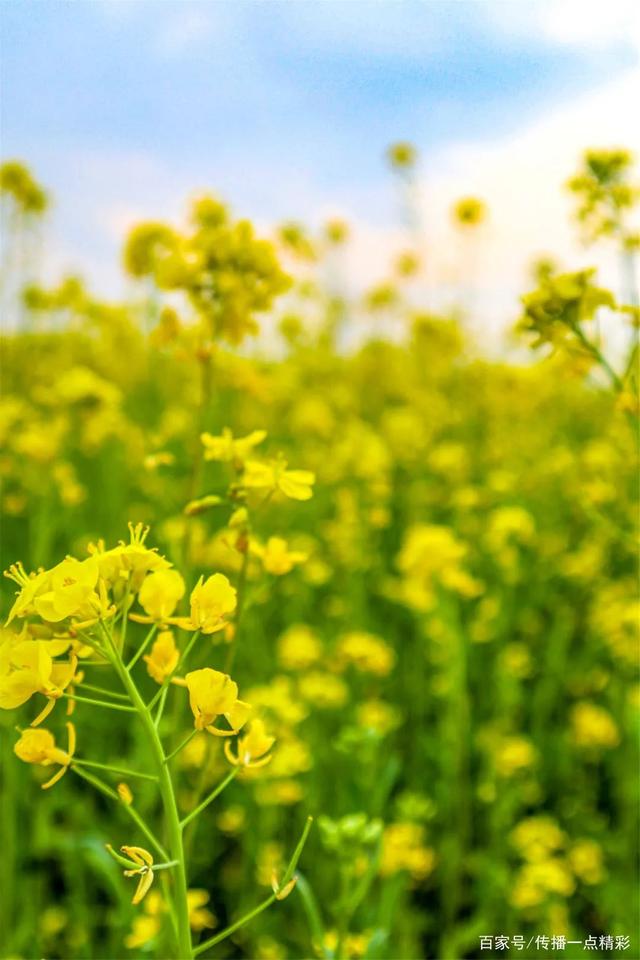 江夏这几个地方的油菜花开了,真美啊!附赏花指南 江夏这几个地方的油菜花开了,真美啊!附赏花指南