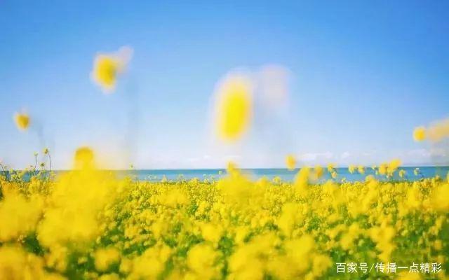 江夏这几个地方的油菜花开了,真美啊!附赏花指南 江夏这几个地方的油菜花开了,真美啊!附赏花指南