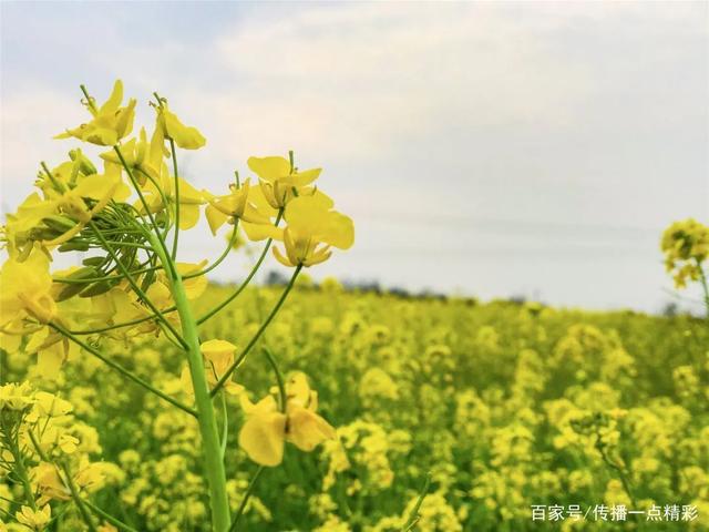 江夏这几个地方的油菜花开了,真美啊!附赏花指南 江夏这几个地方的油菜花开了,真美啊!附赏花指南