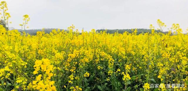 “三月花正开,江夏等你来”|这个三月,江夏成了花的海洋 “三月花正开,江夏等你来”|这个三月,江夏成了花的海洋