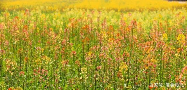 “三月花正开,江夏等你来”|这个三月,江夏成了花的海洋 “三月花正开,江夏等你来”|这个三月,江夏成了花的海洋