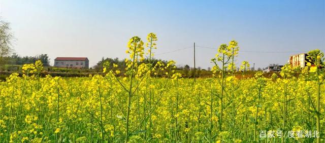“三月花正开,江夏等你来”|这个三月,江夏成了花的海洋 “三月花正开,江夏等你来”|这个三月,江夏成了花的海洋