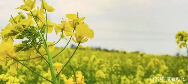 “三月花正开,江夏等你来”|这个三月,江夏成了花的海洋 “三月花正开,江夏等你来”|这个三月,江夏成了花的海洋