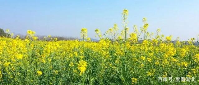 “三月花正开,江夏等你来”|这个三月,江夏成了花的海洋 “三月花正开,江夏等你来”|这个三月,江夏成了花的海洋