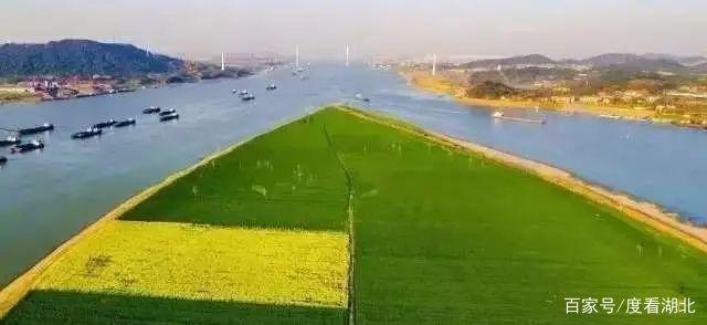 “三月花正开,江夏等你来”|这个三月,江夏成了花的海洋 “三月花正开,江夏等你来”|这个三月,江夏成了花的海洋