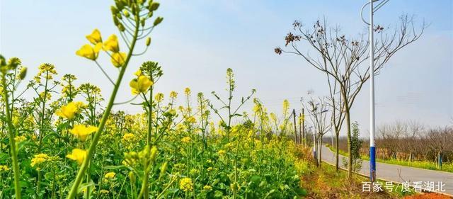 “三月花正开,江夏等你来”|这个三月,江夏成了花的海洋 “三月花正开,江夏等你来”|这个三月,江夏成了花的海洋