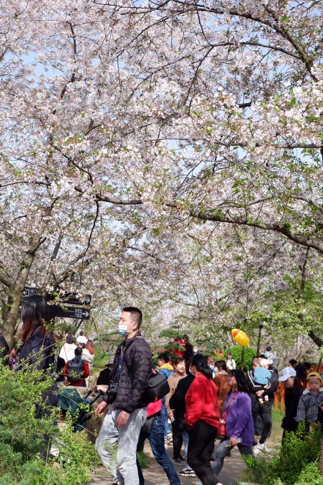 武汉旅游复苏,33个景点免费游,黄鹤楼、游轮都免费,出游省千元 武汉旅游复苏,33个景点免费游,黄鹤楼、游轮都免费,出游省千元