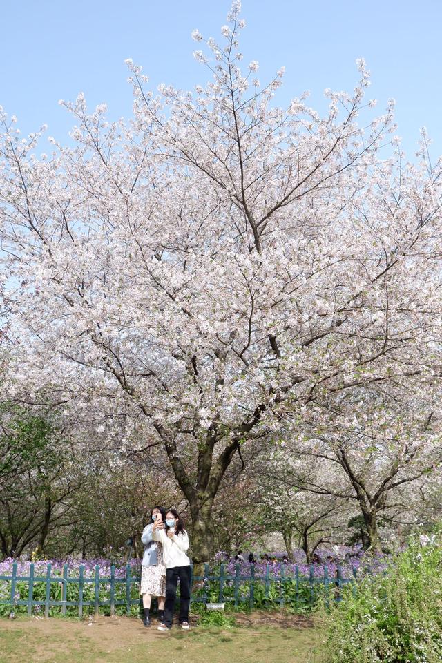 武汉旅游复苏,33个景点免费游,黄鹤楼、游轮都免费,出游省千元 武汉旅游复苏,33个景点免费游,黄鹤楼、游轮都免费,出游省千元