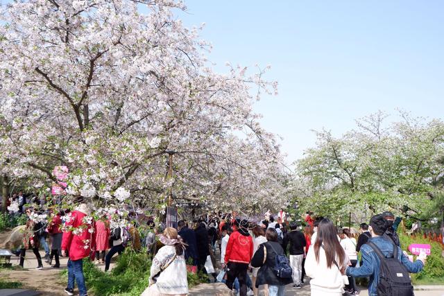 武汉旅游复苏,33个景点免费游,黄鹤楼、游轮都免费,出游省千元 武汉旅游复苏,33个景点免费游,黄鹤楼、游轮都免费,出游省千元