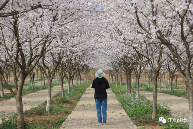 江夏这片135亩樱花园免停车费、免门票!太美了! 江夏这片135亩樱花园免停车费、免门票!太美了!