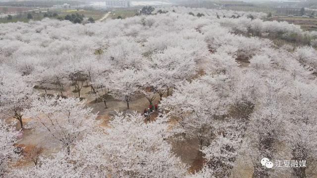 江夏这片135亩樱花园免停车费、免门票!太美了! 江夏这片135亩樱花园免停车费、免门票!太美了!