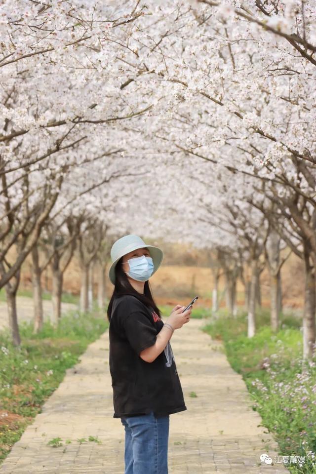 江夏这片135亩樱花园免停车费、免门票!太美了! 江夏这片135亩樱花园免停车费、免门票!太美了!