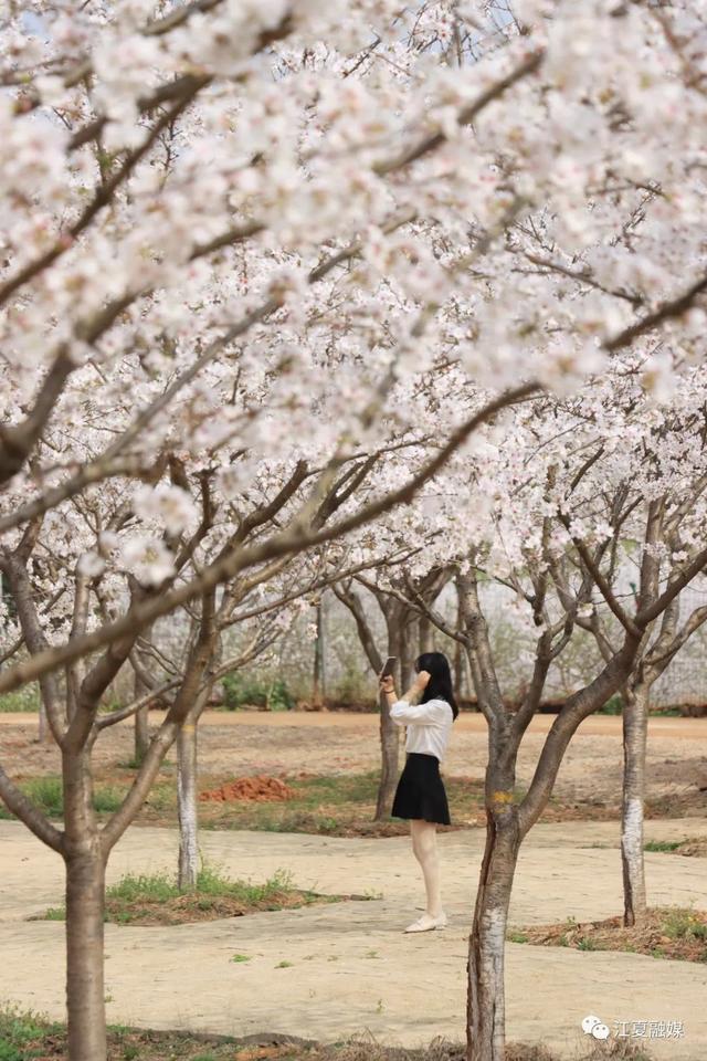江夏这片135亩樱花园免停车费、免门票!太美了! 江夏这片135亩樱花园免停车费、免门票!太美了!