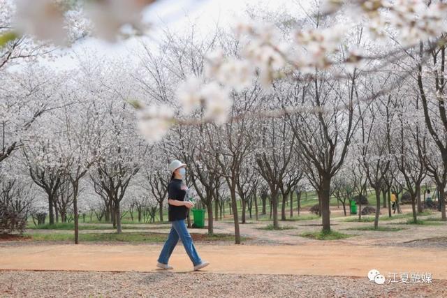 江夏这片135亩樱花园免停车费、免门票!太美了! 江夏这片135亩樱花园免停车费、免门票!太美了!