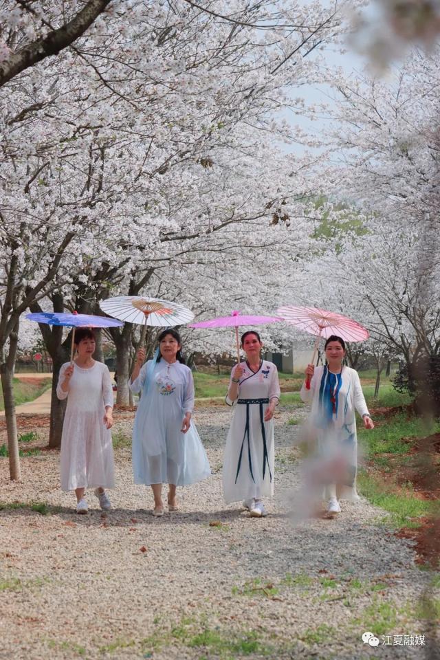 江夏这片135亩樱花园免停车费、免门票!太美了! 江夏这片135亩樱花园免停车费、免门票!太美了!