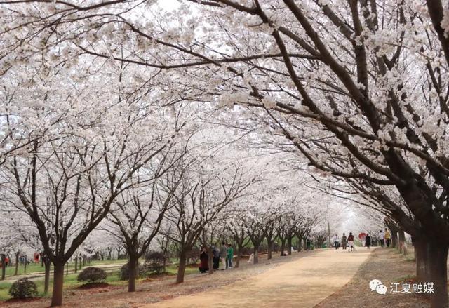 江夏这片135亩樱花园免停车费、免门票!太美了! 江夏这片135亩樱花园免停车费、免门票!太美了!