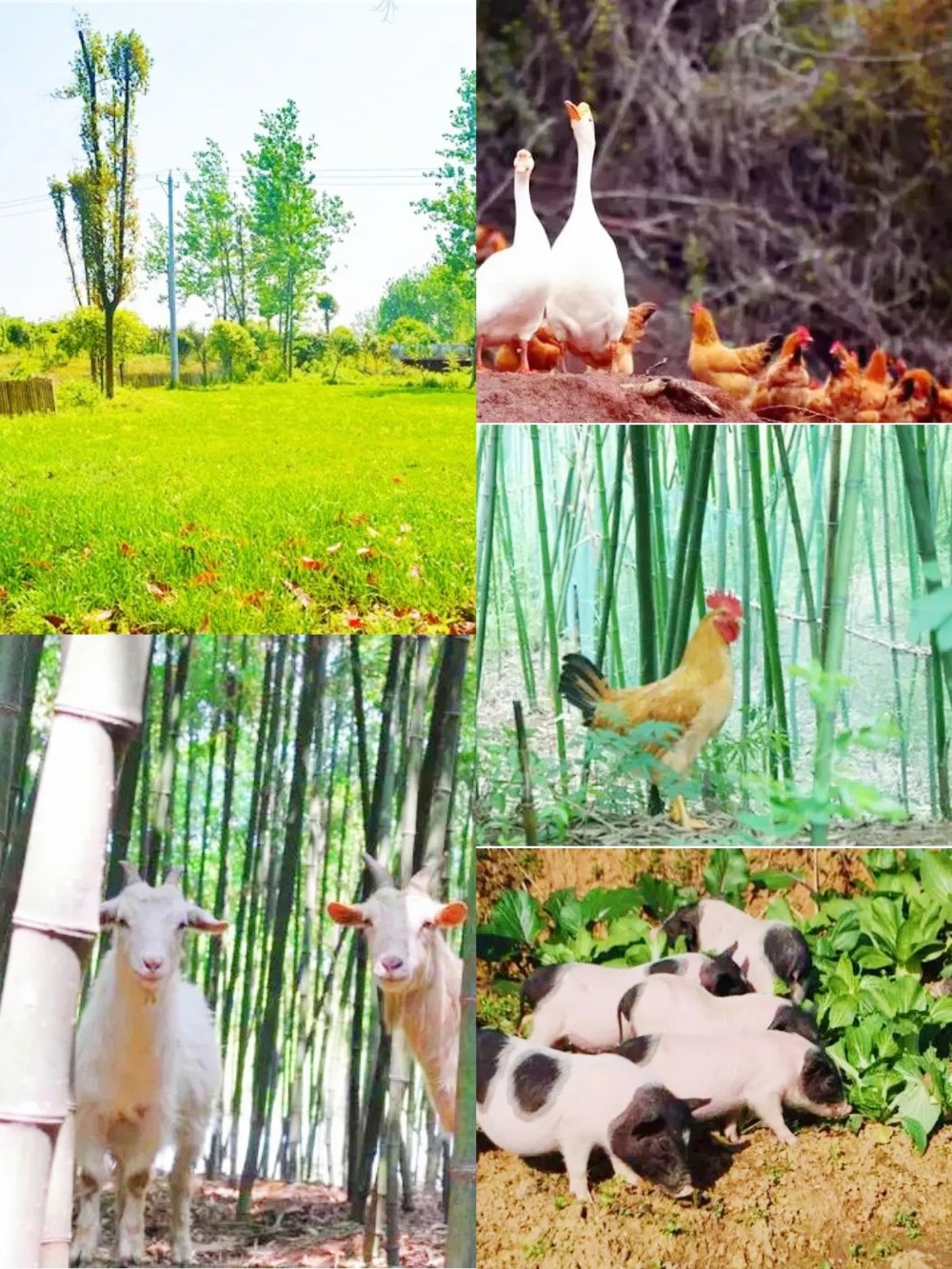 武汉周边1小时,打卡最美森林烧烤,这个秋天一起大口吃肉~20余种食材饮料不限量,还有垂钓、采摘、儿童游乐、 武汉周边1小时,打卡最美森林烧烤,这个秋天一起大口吃肉~20余种食材饮料不限量,还有垂钓、采摘、儿童游乐、