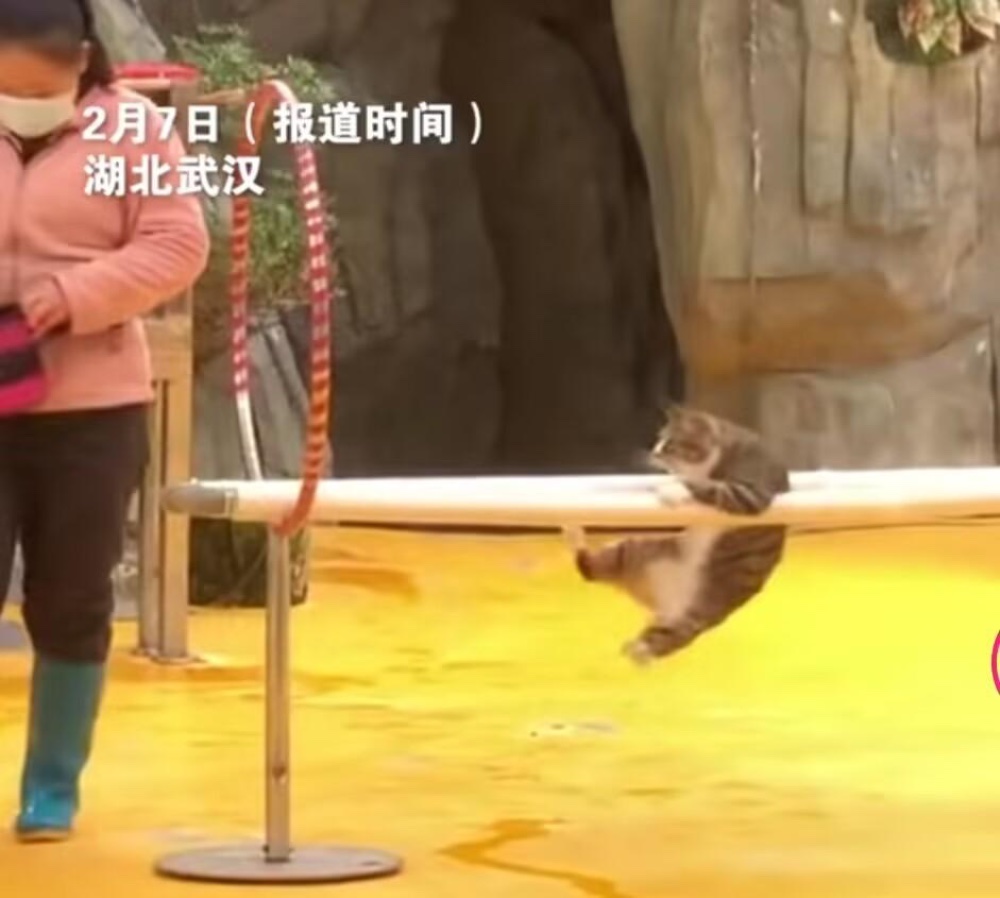 “武汉杂技猫”爆火全网!工作人员称它自愿演出,原因养猫人都懂 “武汉杂技猫”爆火全网!工作人员称它自愿演出,原因养猫人都懂