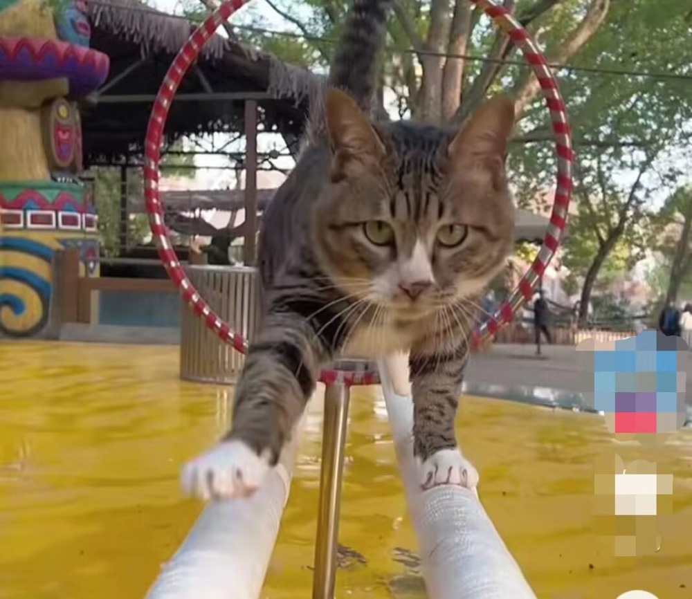 “武汉杂技猫”爆火全网!工作人员称它自愿演出,原因养猫人都懂 “武汉杂技猫”爆火全网!工作人员称它自愿演出,原因养猫人都懂