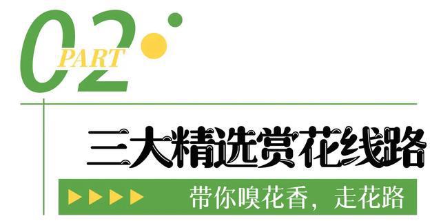 即将开幕!追风到江夏,只为这朵花…… 即将开幕!追风到江夏,只为这朵花……
