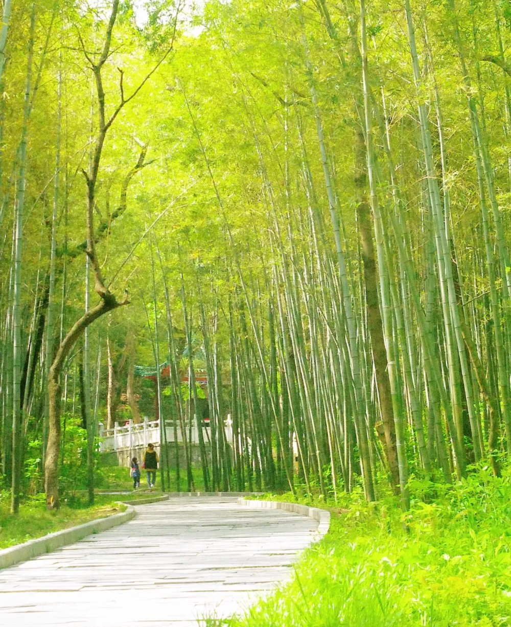 武汉青龙山国家森林公园,游玩感想 武汉青龙山国家森林公园,游玩感想