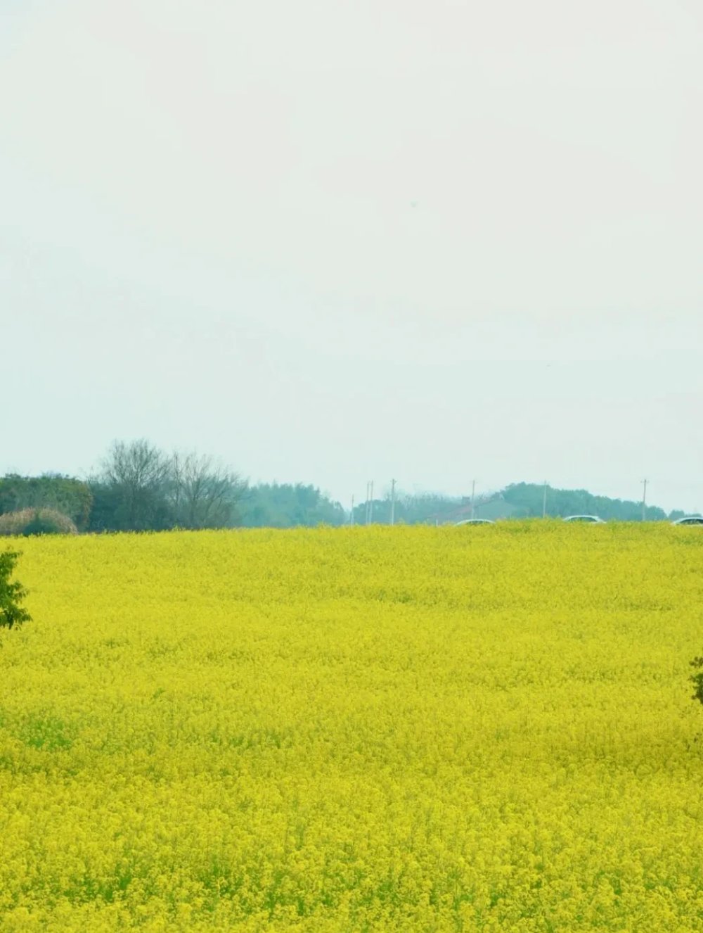在武汉隐藏着小众油菜花秘地，这里花开成海