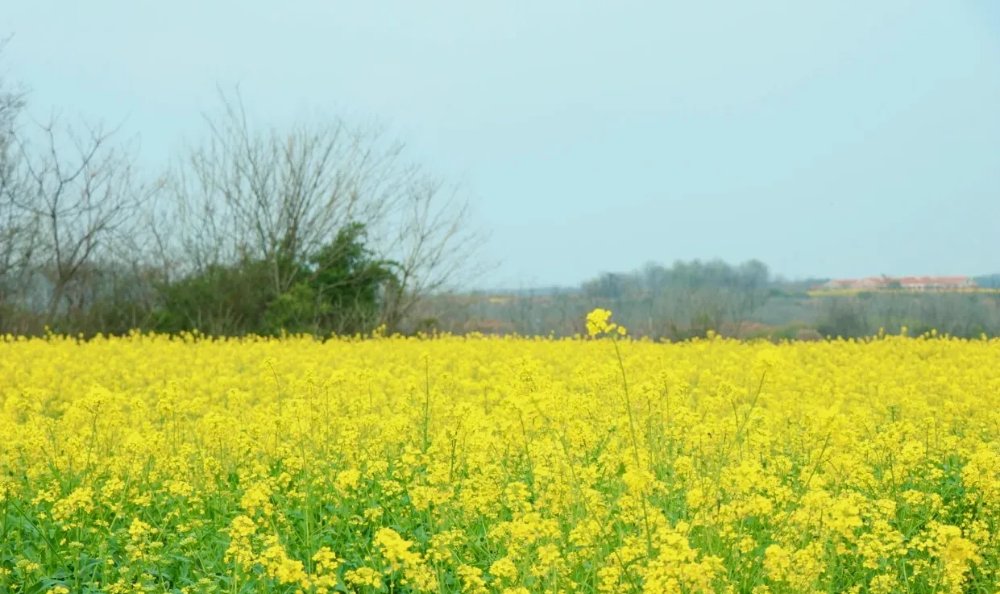 在武汉隐藏着小众油菜花秘地，这里花开成海