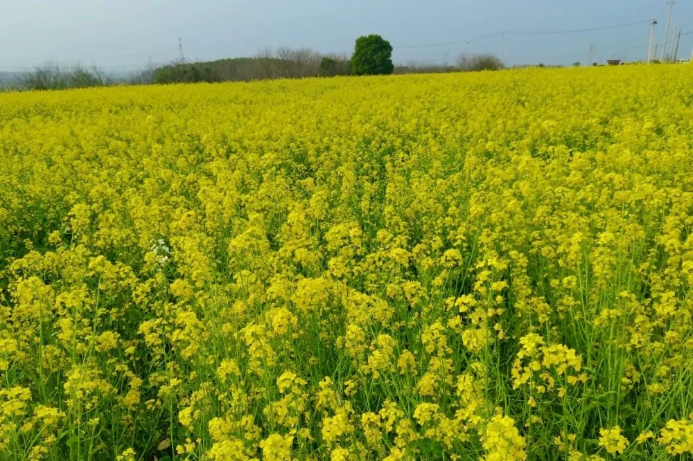 在武汉隐藏着小众油菜花秘地，这里花开成海