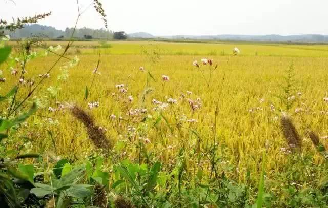 江夏竟然有这么多好玩的地方 你都去过吗？