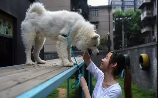 武汉出手！这些区域一律禁犬！你支持吗？